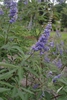 Vitex agnus castus 'Shoal Creek'