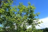 Vitex negundo