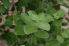 Vitex rotundifolia
