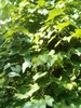 Vitis aestivalis