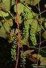 Vitis aestivalis