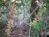 Vitis aestivalis