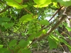 Immature fruits