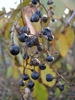 Vitis vulpina