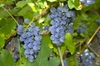 Vitis vulpina