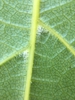Vitis vulpina