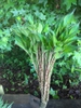 Amorphophallus kiusianus