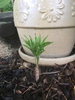 Amorphophallus kiusianus