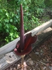 Amorphophallus kiusianus