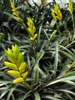 Flower buds