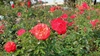 Rosa WEKcifrabaun Fridaa Kahlo