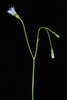 Flower, stem, bud (Downtown, Greensboro, NC)-Late Winter