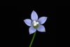 Blue flower with white center (Downtown, Greensboro, NC)-Late Wi