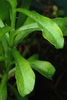 Lower leaves (Downtown, Greensboro, NC)-Late Winter
