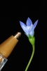 Tiny flower (Downtown, Greensboro, NC)-Late Winter