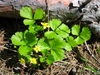 Waldsteinia fragarioides