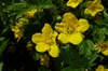 Close up of flower