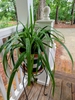 Houseplant view