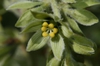V. viride
