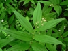 Smilacina racemosa