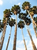 POV looking up at the crowns of tall fan palms
