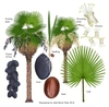 Color illustrations of the technical details of this species.