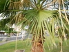 A single-trunk young specimen with stiff, fan-shaped leaves.
