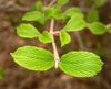 branch with emerging young, simple leaves