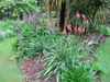 Watsonia 'Mount Congreve'