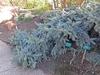 Limb