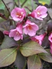 Flower and leaf detail close- up