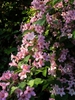 Full Bloom