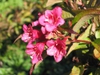 Weigela florida 'Red prince'