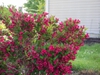 Weigela florida 'Red Prince'
