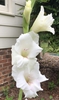 flower closeup, late spring, Wake County, NC