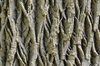 Fraxinus americana