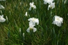 white flowers