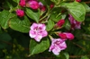 Weigela Florida 'Red Prince'