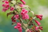 Weigela Florida 'Red Prince'
