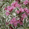 Weigela Florida 'Sunset'