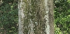 Bark of Willow Oak
