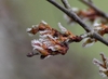 ulmus alata seeds flat and hairy near the marginss