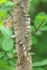 Ulmus alata