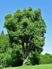 Tilia cordata