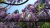 Full bloom