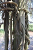 Wisteria frutescens 'Amethyst Falls'