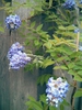 Growth habit
