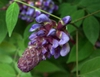 Bloom detail