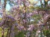 Vine on trees in full bloom with hanging clusters of flowers.