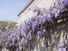 Vine in full flower growing against a building.